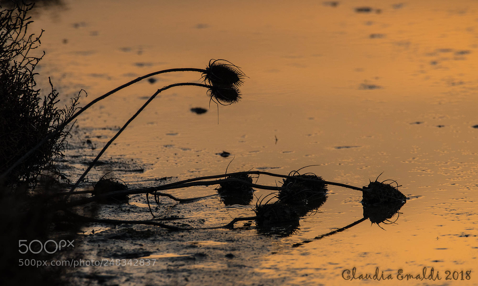 Nikon D500 sample photo. Still life photography