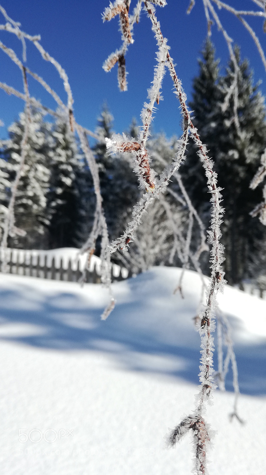 HUAWEI P9 LITE sample photo. Frozen photography