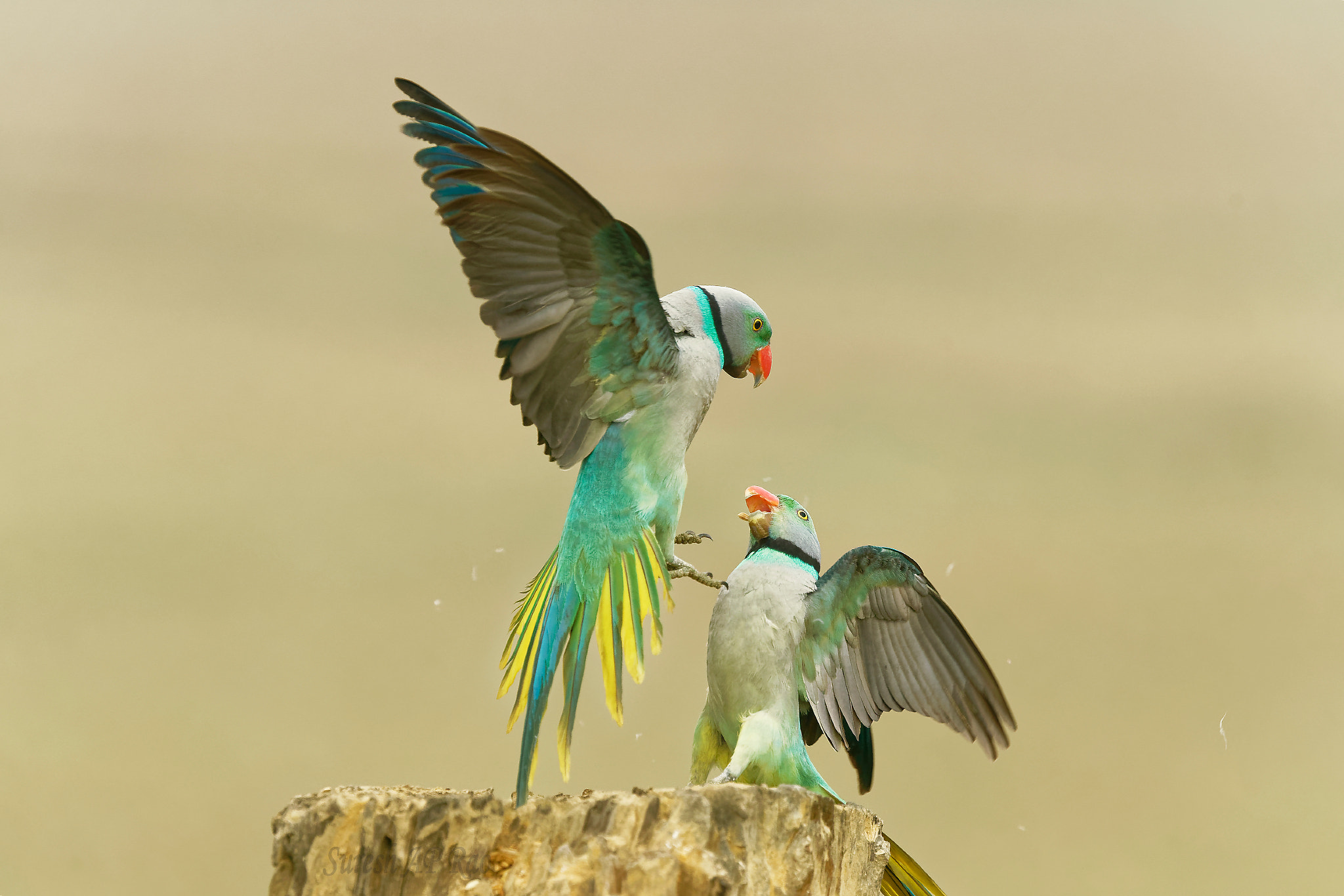 Sony 500mm F4 G SSM sample photo. Malabar parakeets photography