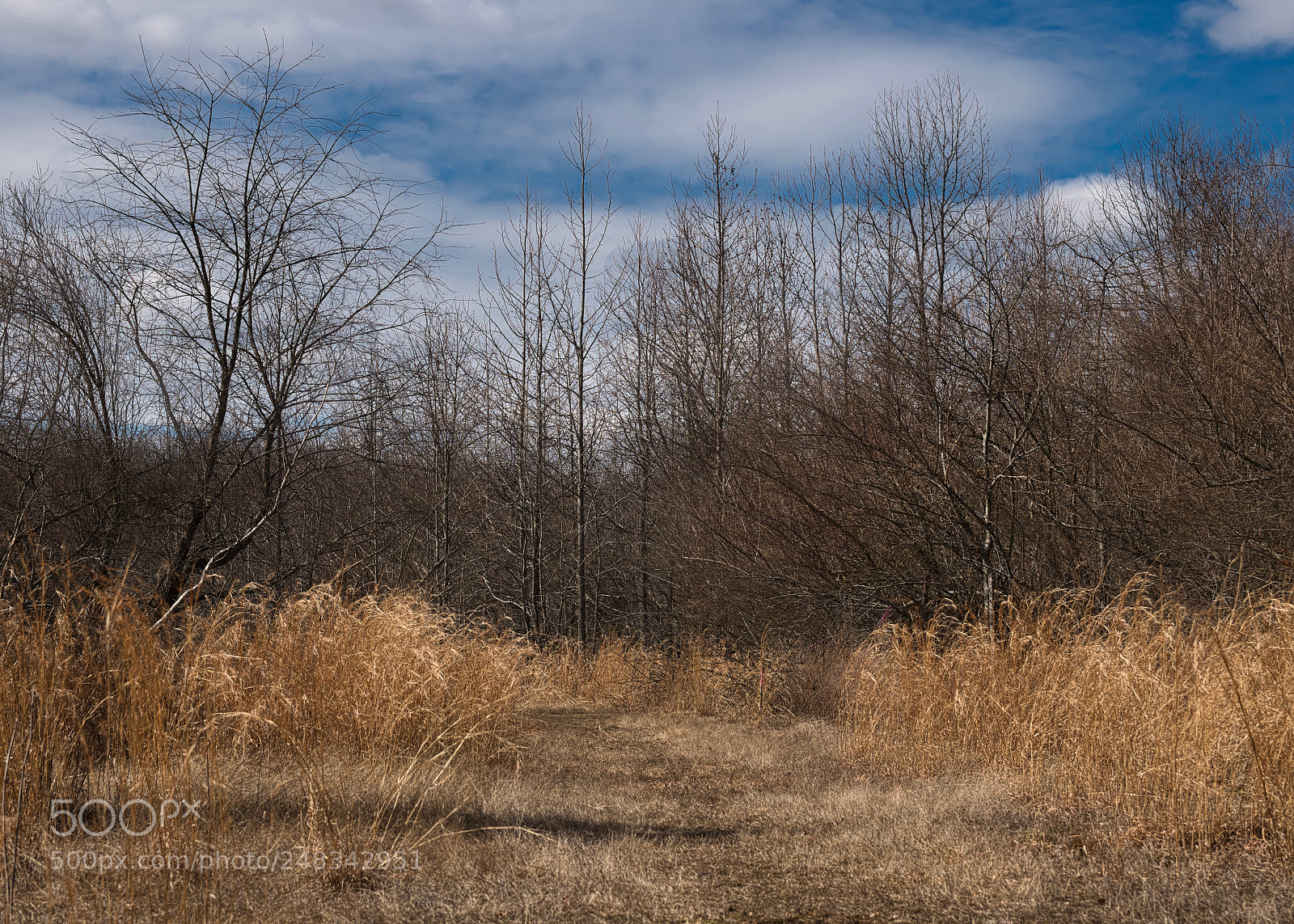 Nikon D5600 sample photo. Meadow photography