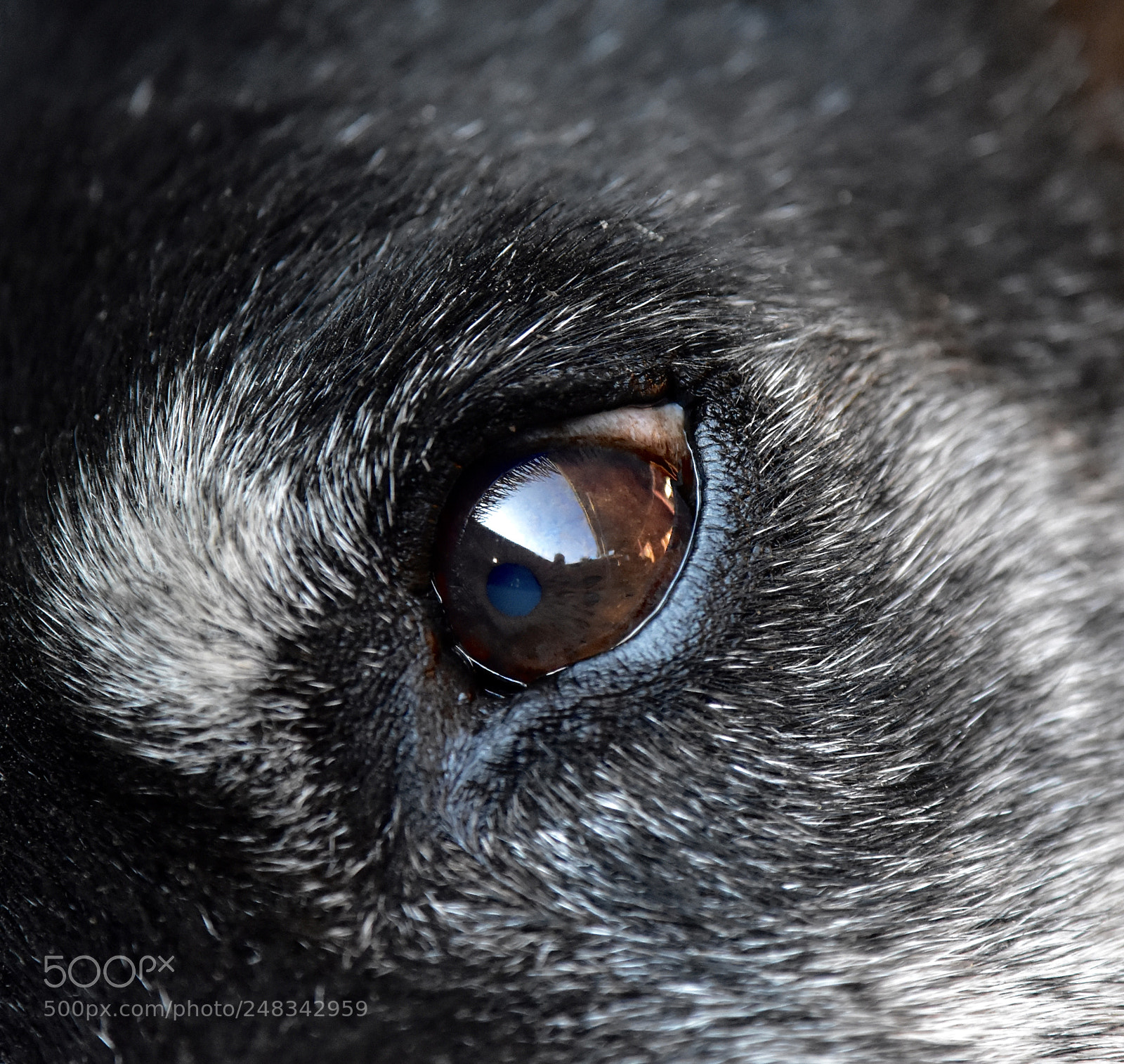 Nikon D7200 sample photo. Eye photography