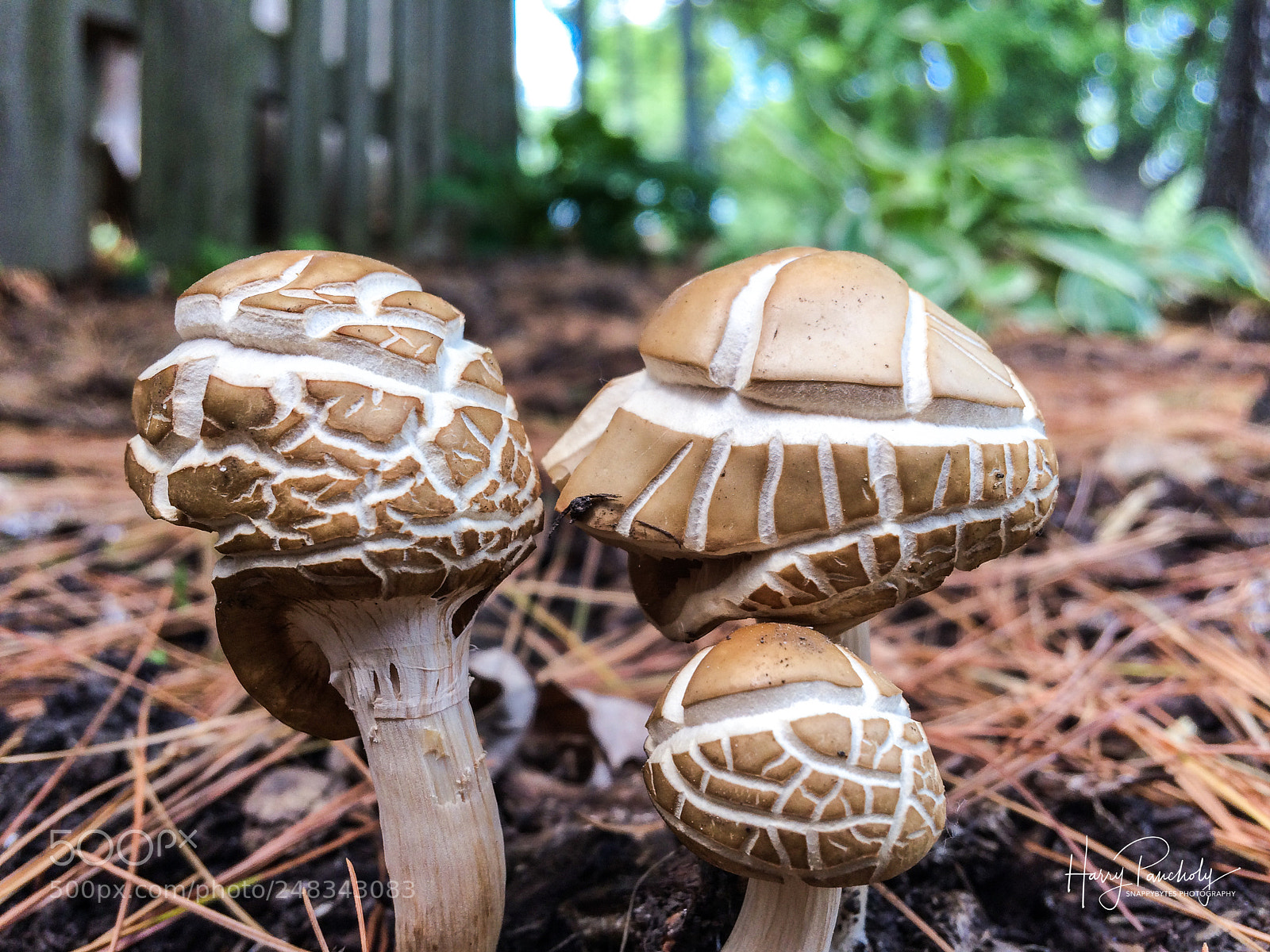 Apple iPhone 5s sample photo. Mushroom photography