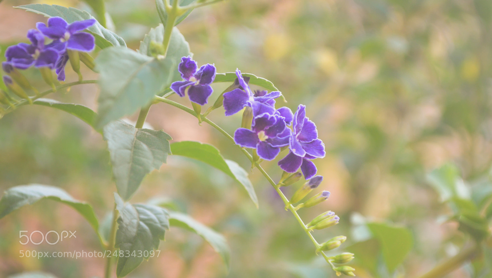Nikon D3200 sample photo. Flowers photography