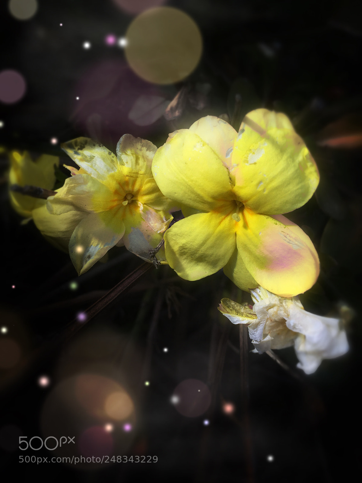 Apple iPhone SE sample photo. Road flower photography