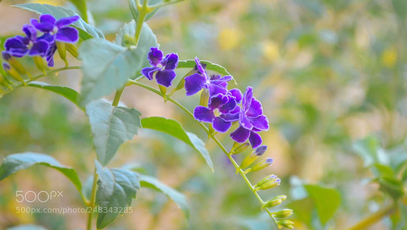 Nikon D3200 sample photo. Flowers photography