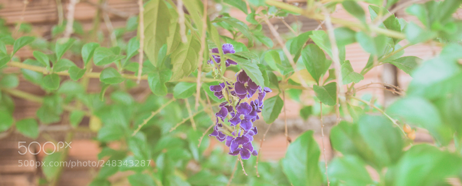 Nikon D3200 sample photo. Flowers photography