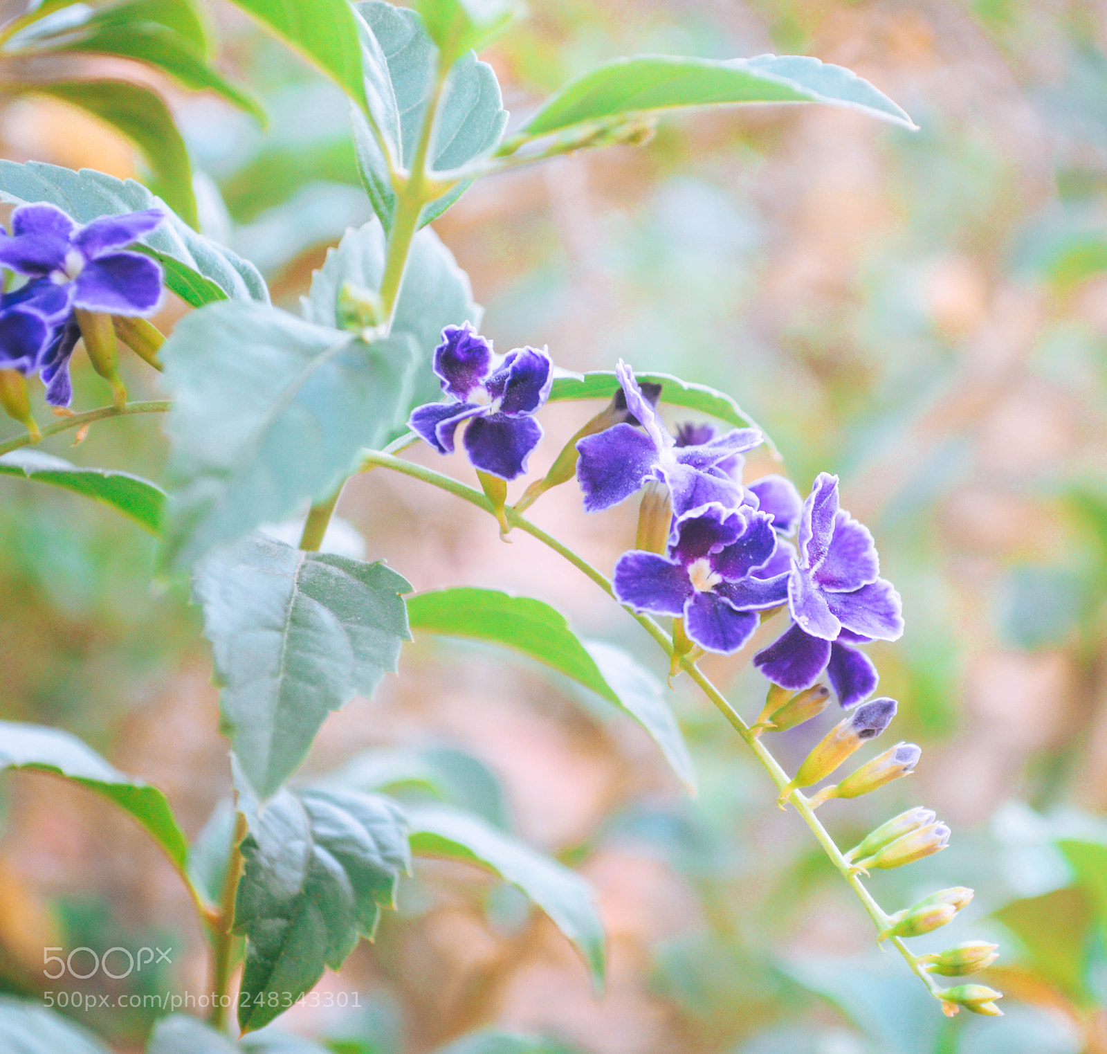 Nikon D3200 sample photo. Flowers photography