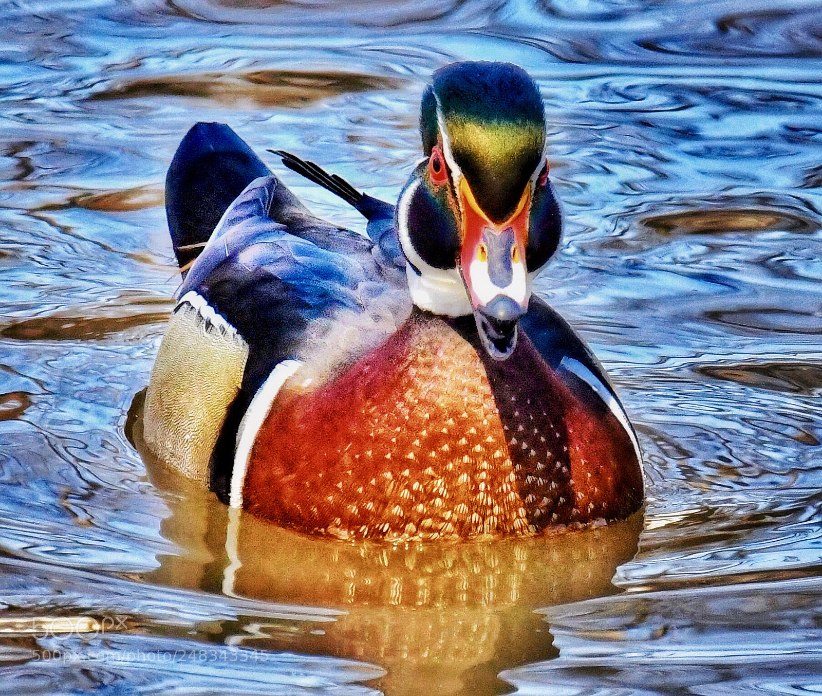 Nikon D500 sample photo. Wild wood duck photography