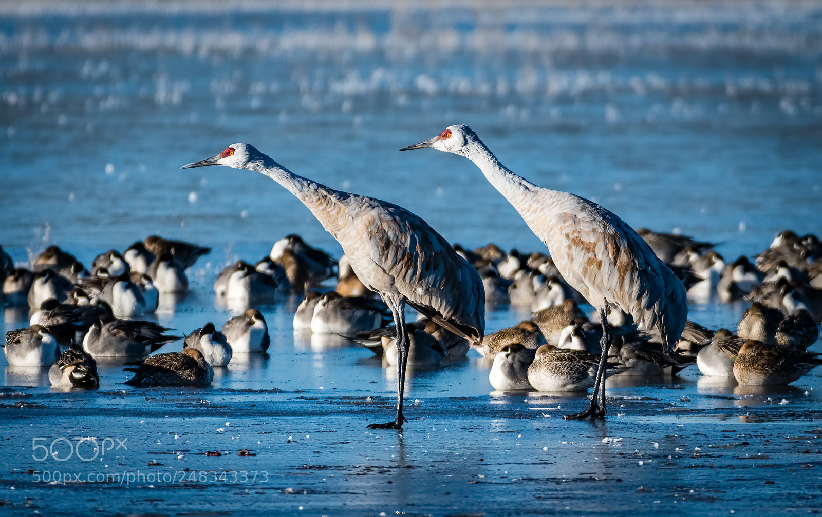 Nikon D500 sample photo. On your mark, ready photography