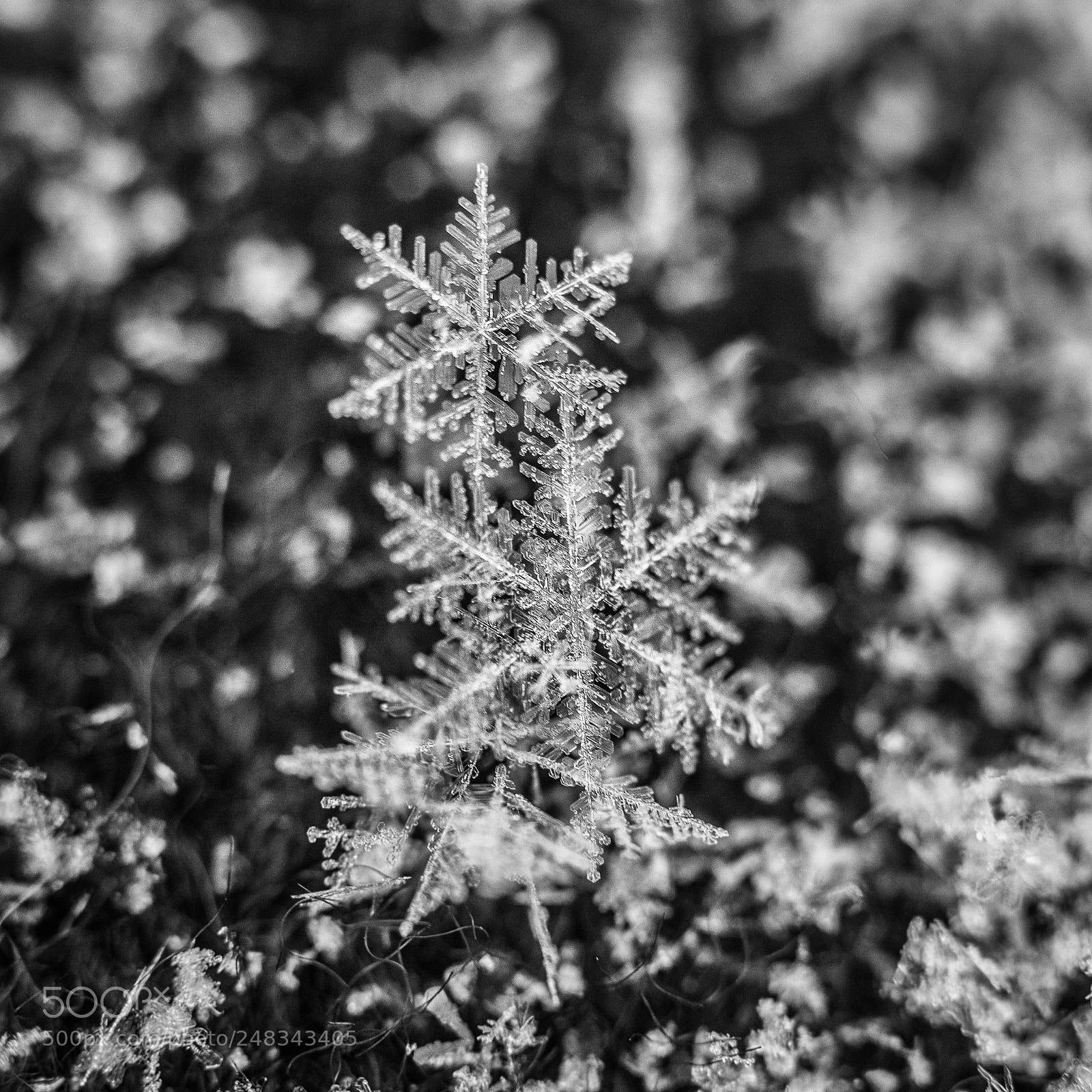 Canon EOS 80D sample photo. Flakes photography