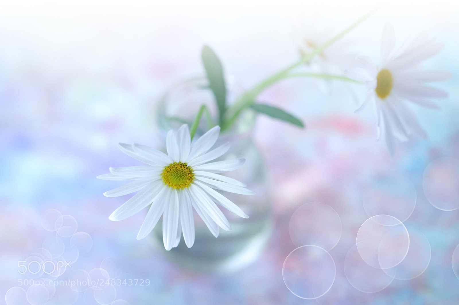 Canon EOS 80D sample photo. Img photography