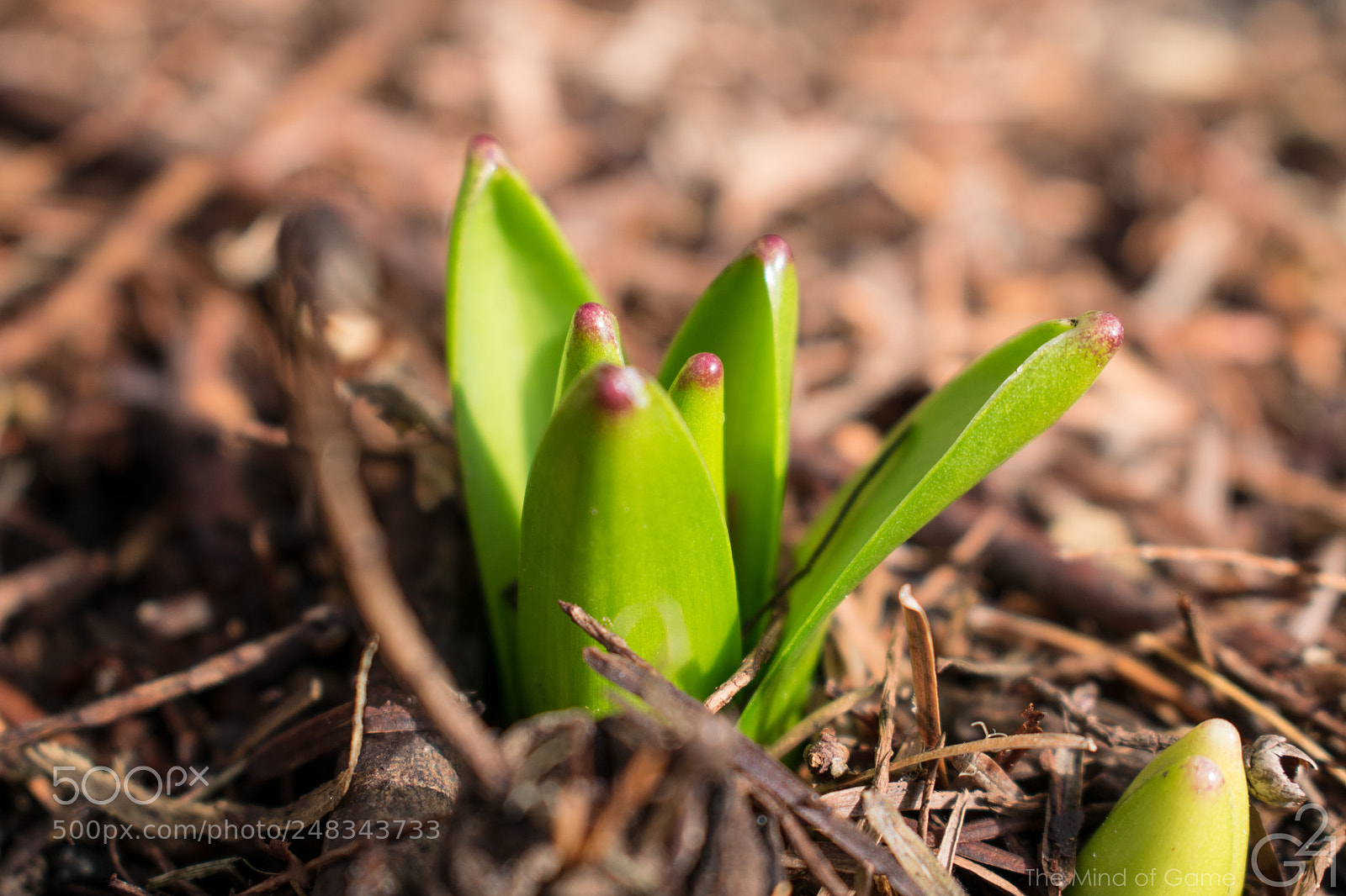 Nikon D3400 sample photo. New spring growth photography