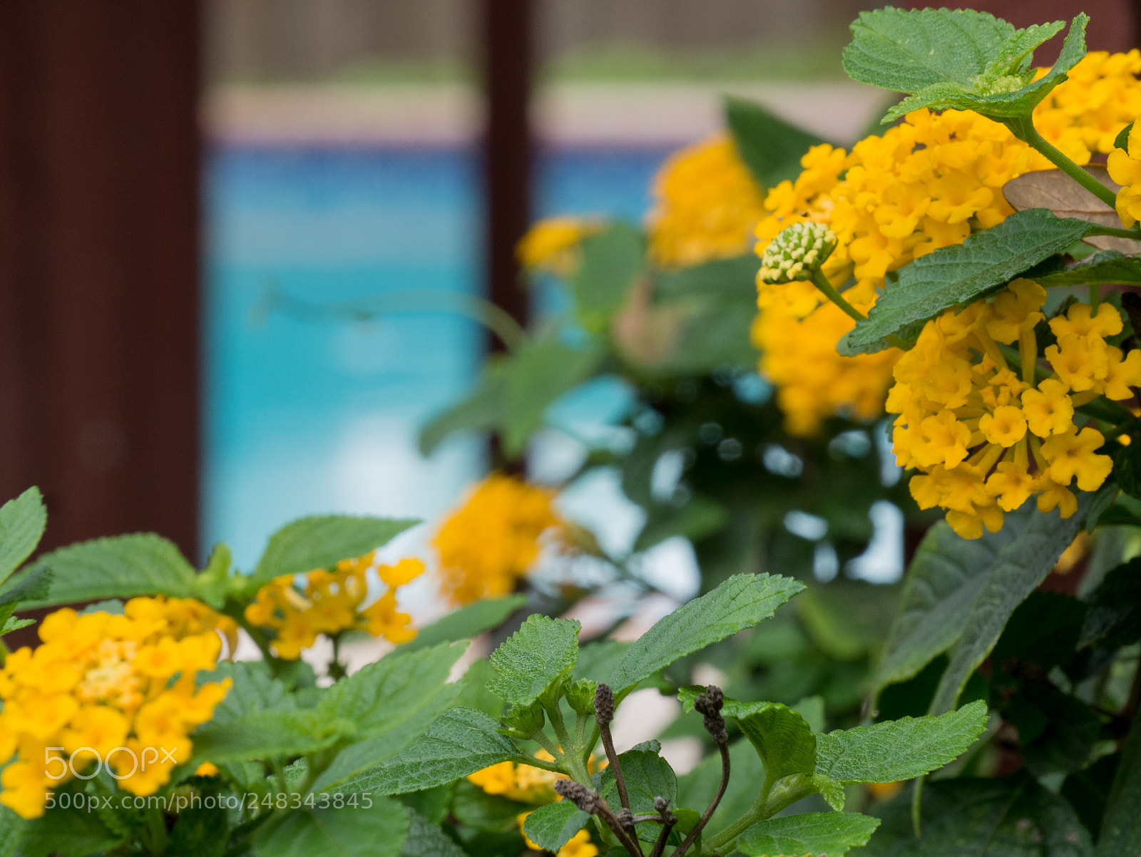 Panasonic Lumix DMC-G85 (Lumix DMC-G80) sample photo. March flowers photography