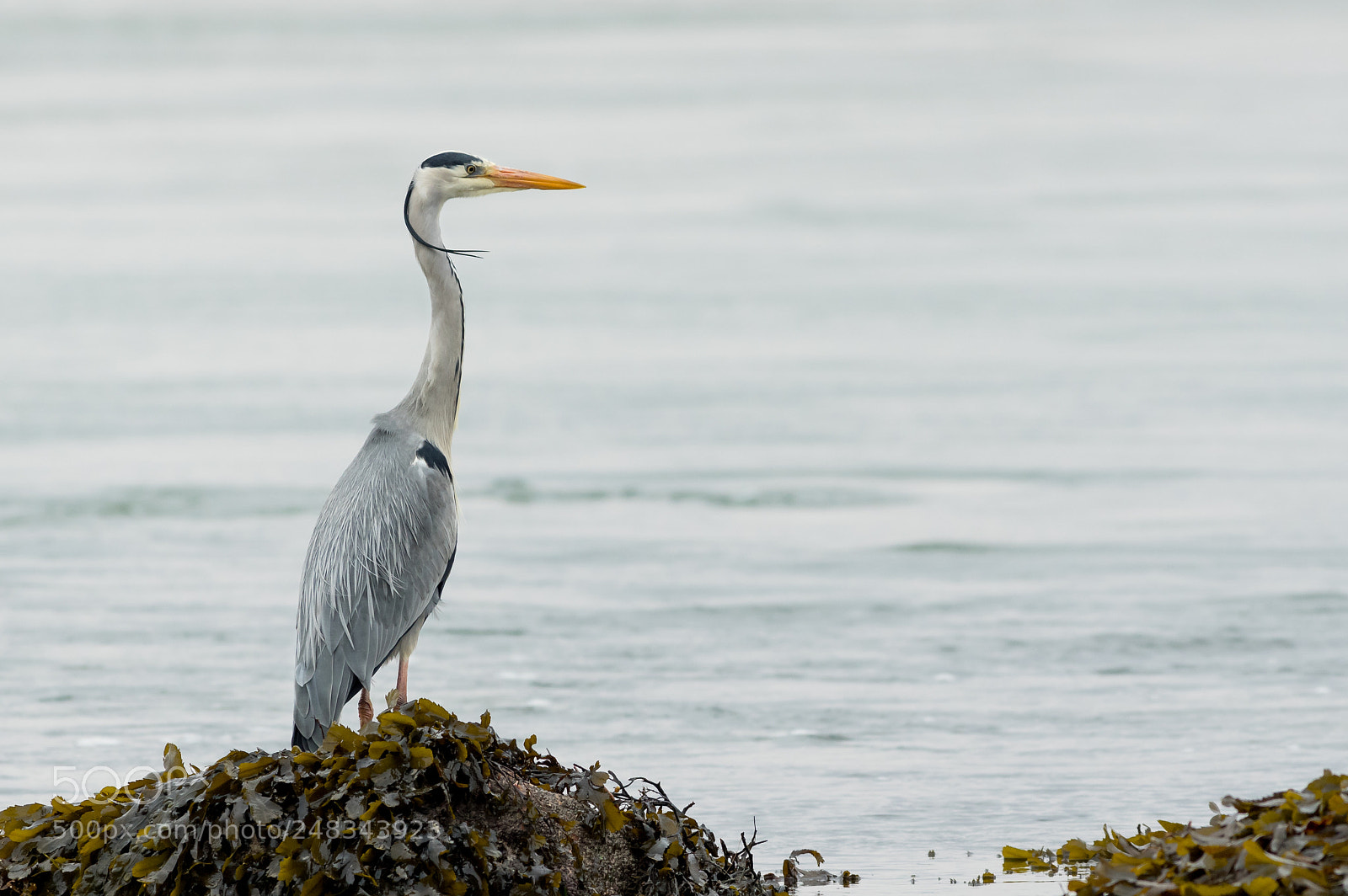 Pentax K-3 sample photo. Grey heron photography