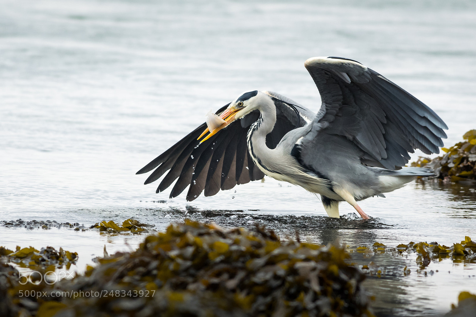 Pentax K-3 sample photo. Grey heron photography