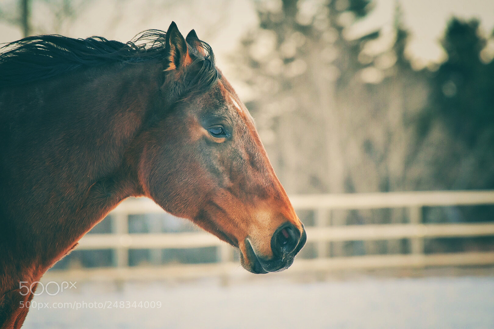 Nikon D7200 sample photo. Untitled photography