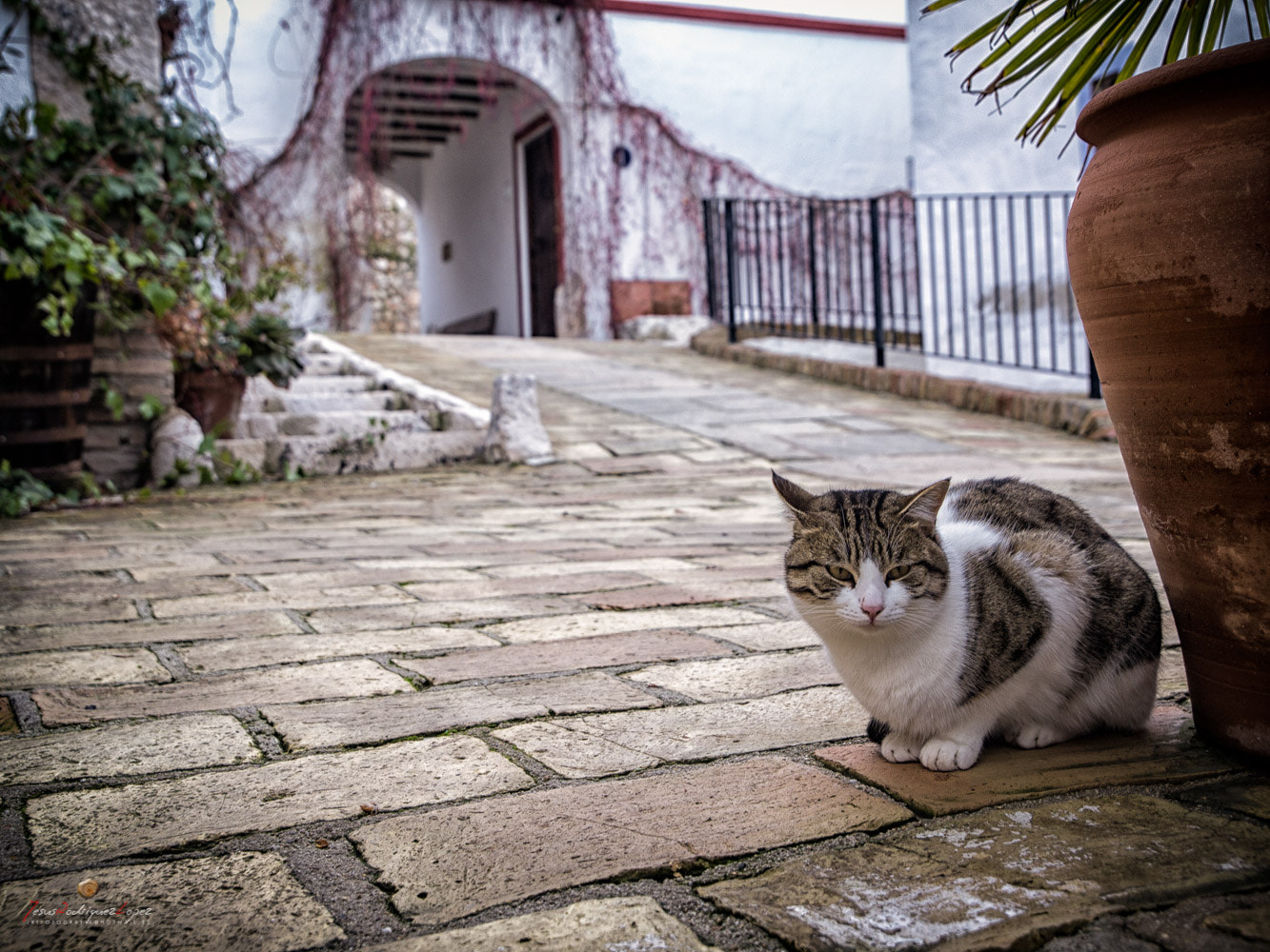 Olympus E-5 sample photo. Aquí mando yo photography
