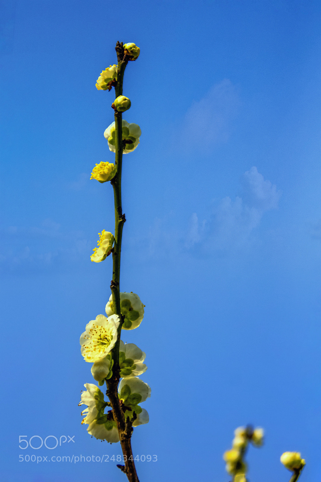 Canon EOS 600D (Rebel EOS T3i / EOS Kiss X5) sample photo. 梅指蓝天 photography