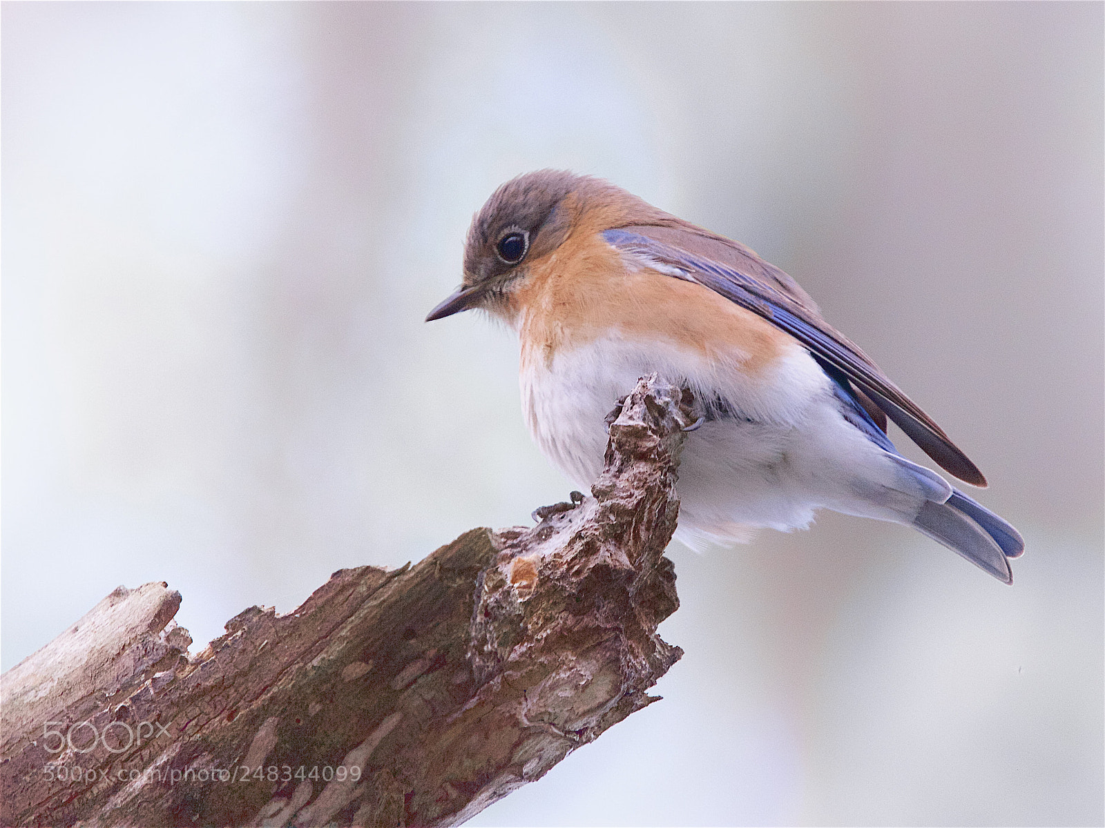 Canon EOS 7D sample photo. Eastern blue bird photography