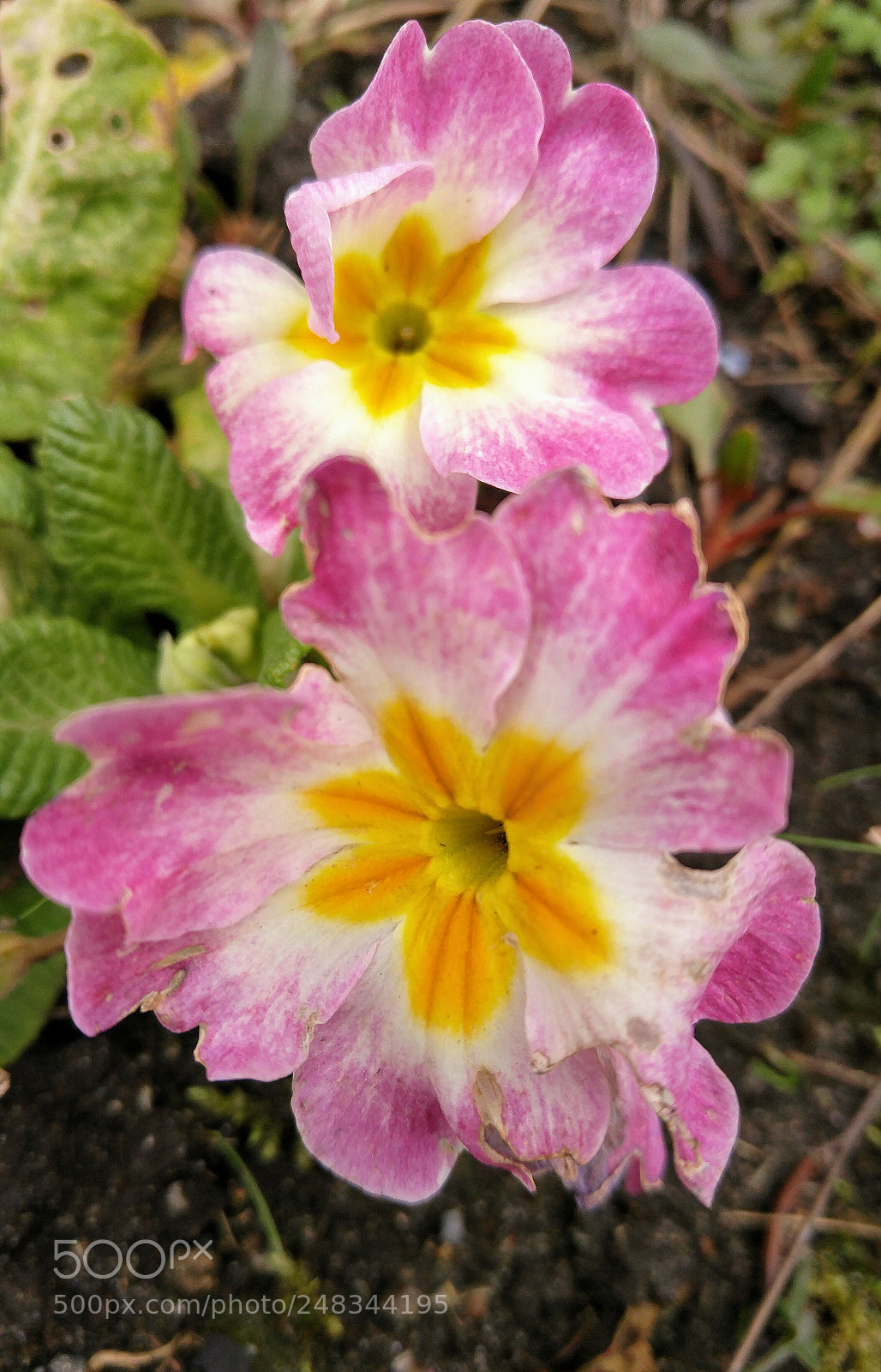 LG G4 sample photo. The prettiest colors photography
