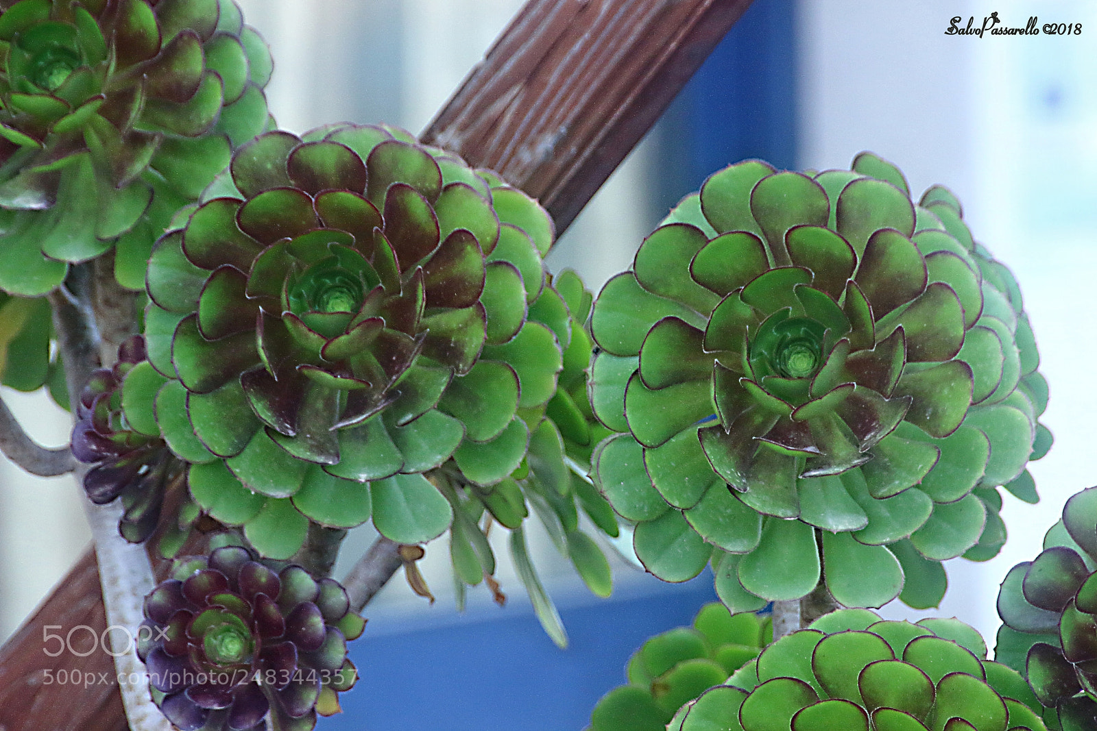 Canon EOS 100D (EOS Rebel SL1 / EOS Kiss X7) sample photo. Succulents with leaf photography