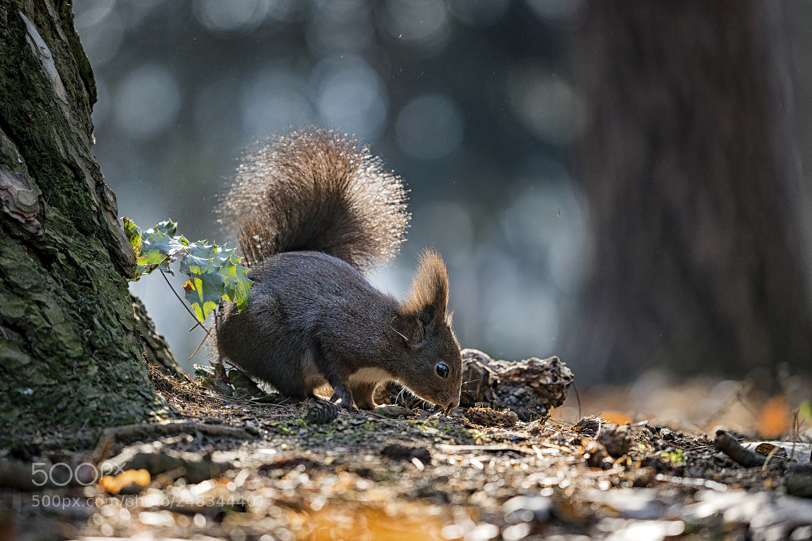 Olympus OM-D E-M1 Mark II sample photo. Olympus digital camera photography