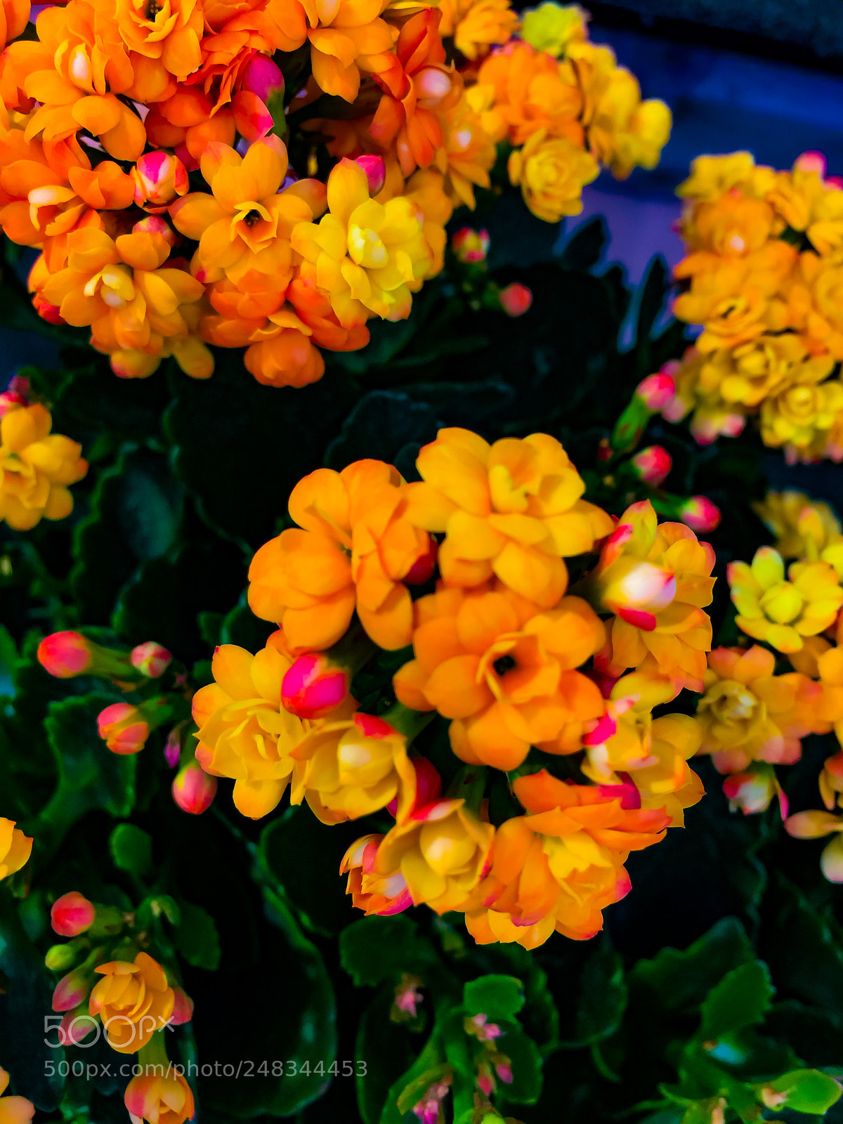 Apple iPhone 6 Plus sample photo. Flowers with various colors photography