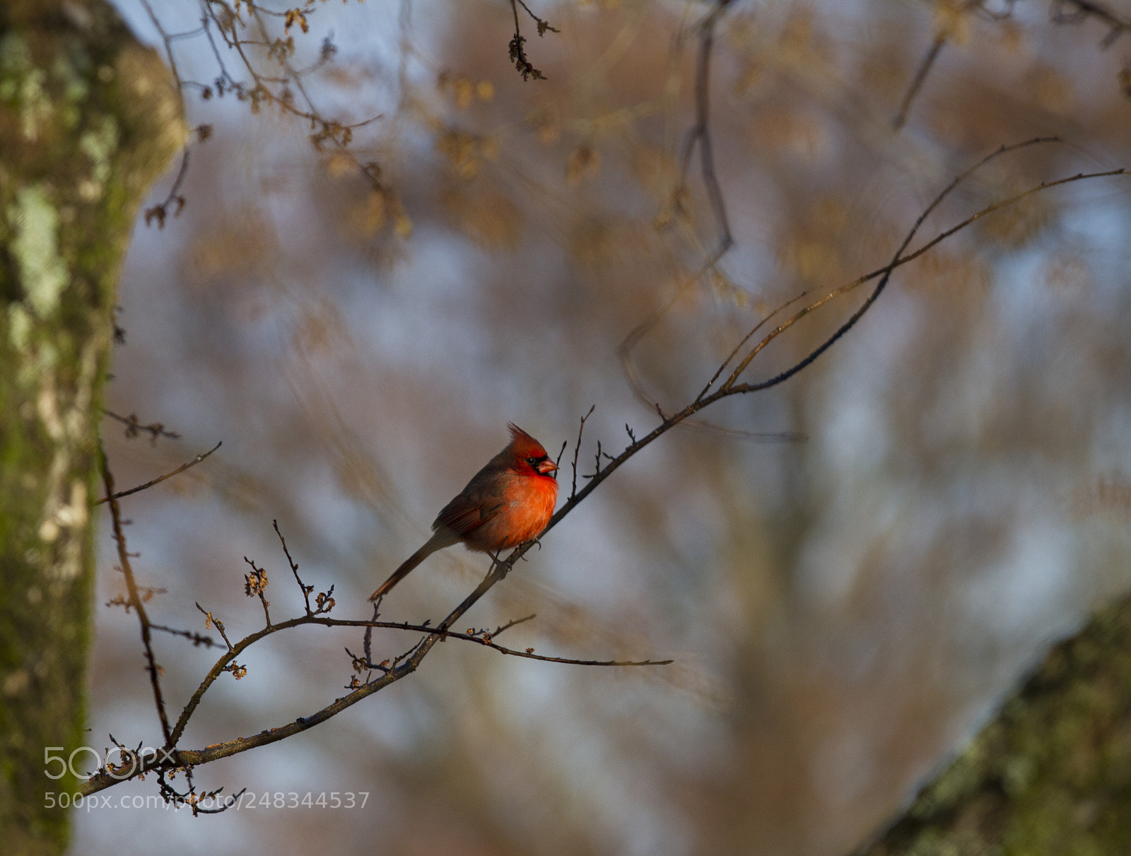 Canon EOS 7D sample photo. A cardinal appeared... photography