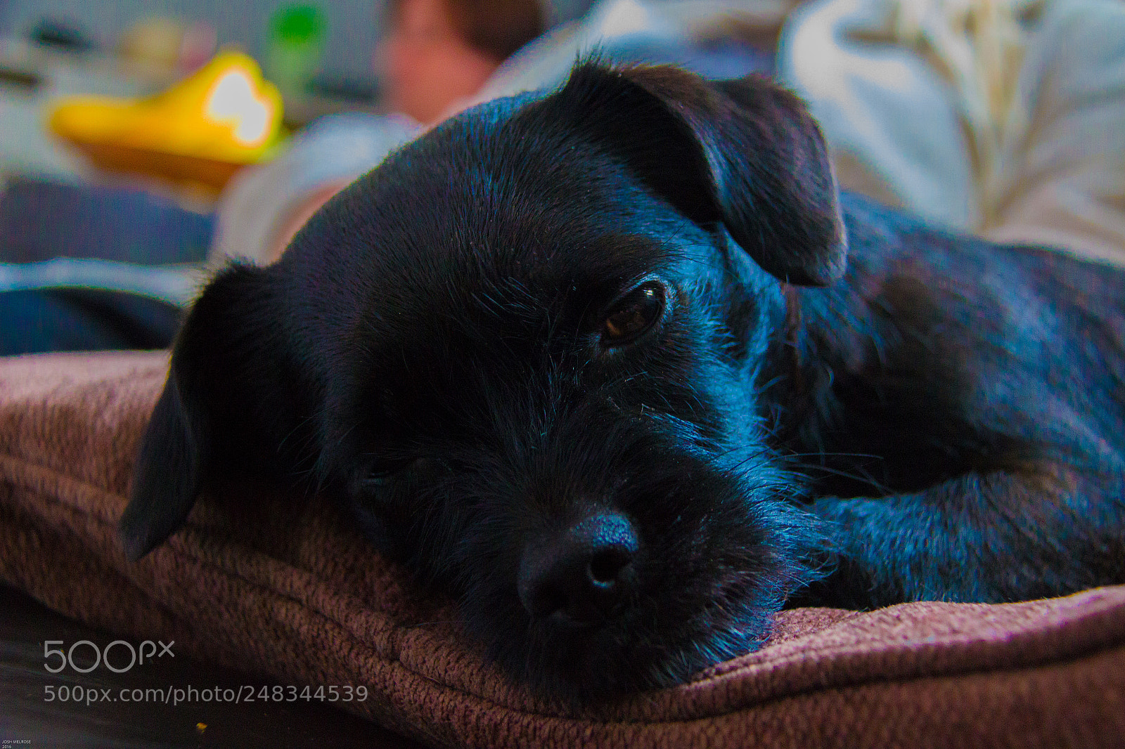 Canon EOS 100D (EOS Rebel SL1 / EOS Kiss X7) sample photo. Friend's dog photography