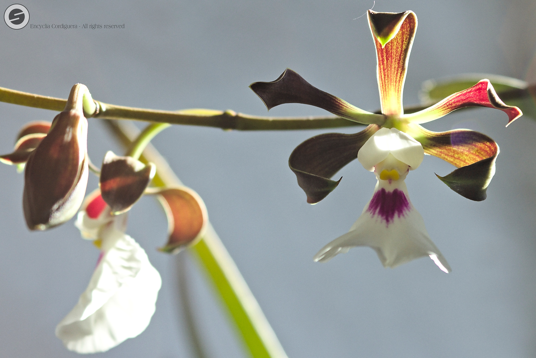 Canon EF 28-90mm f/4-5.6 sample photo. Encyclia cordiguera photography