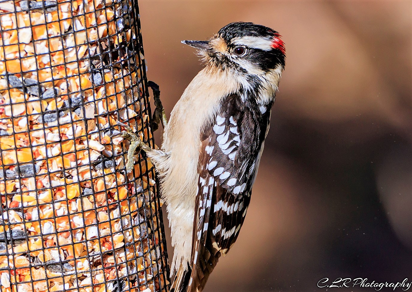 Canon EOS 80D sample photo. Downy woodpecker photography