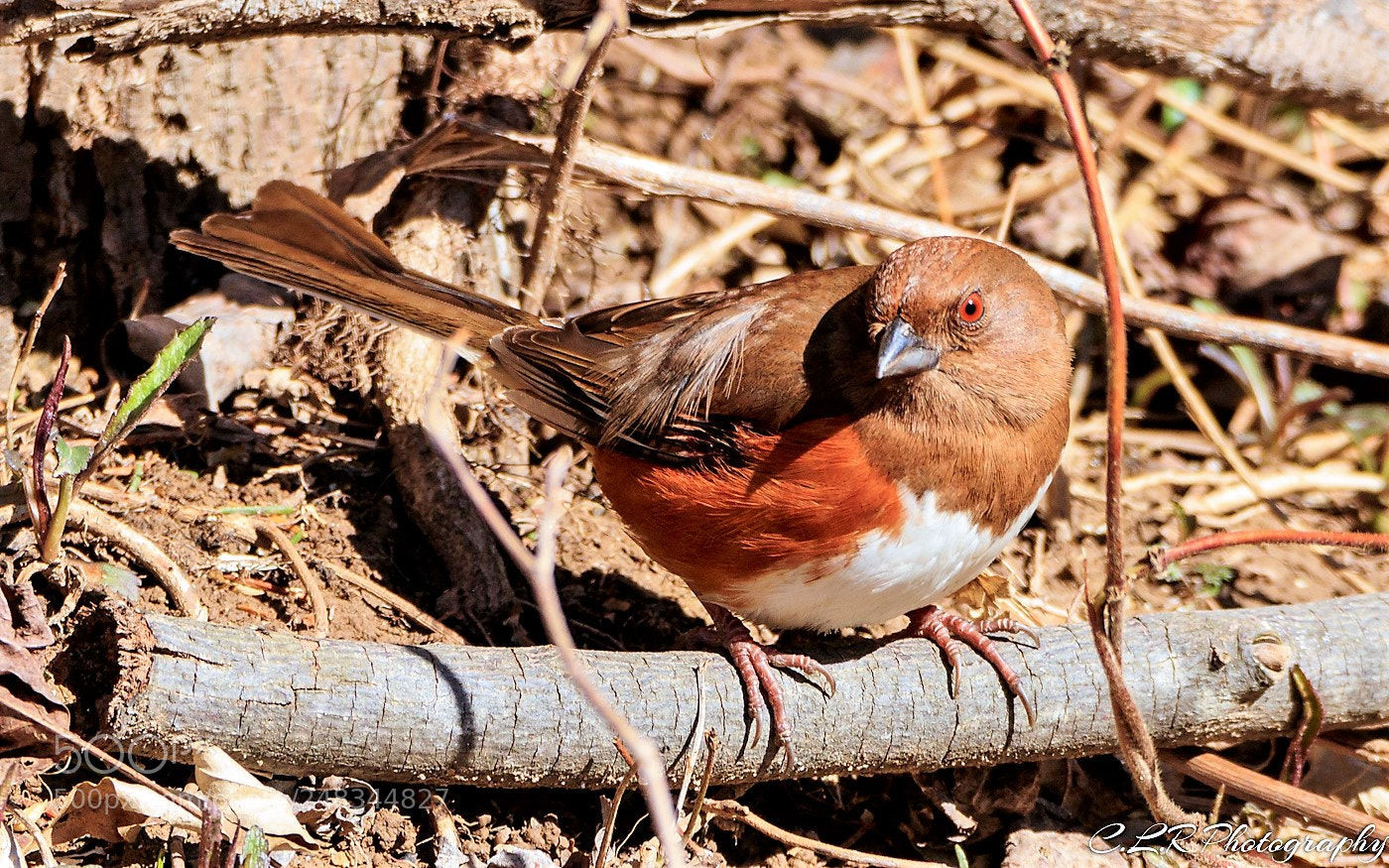 Canon EOS 80D sample photo. Female eastern towhee photography