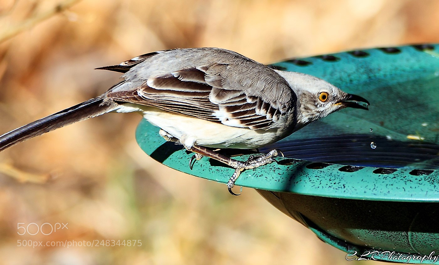 Canon EOS 80D sample photo. Mockingbird drink photography