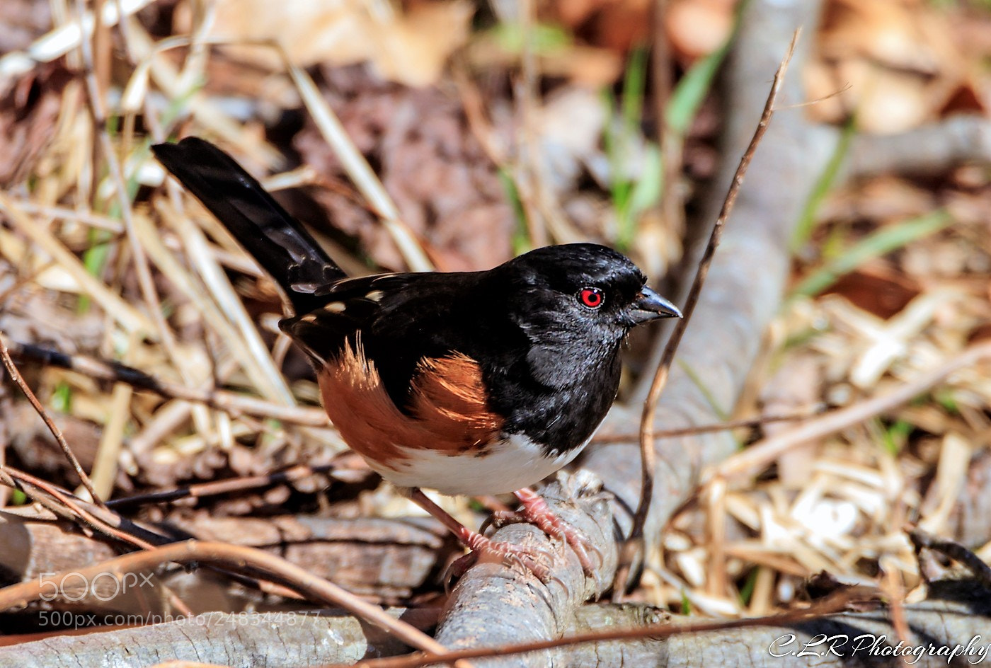 Canon EOS 80D sample photo. Male towhee photography