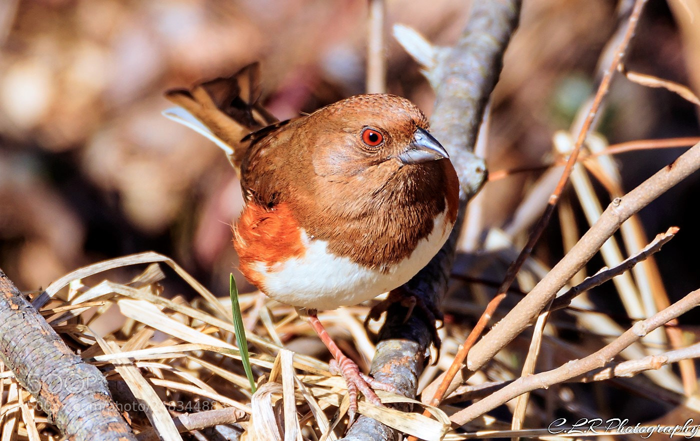 Canon EOS 80D sample photo. Female towhee right photography