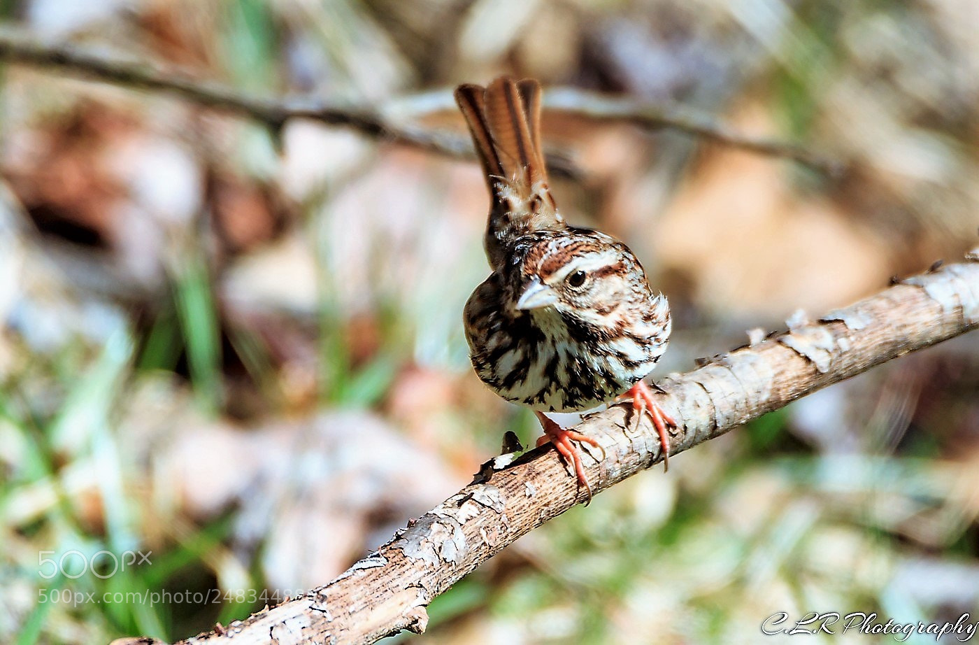 Canon EOS 80D sample photo. Sparrow photography