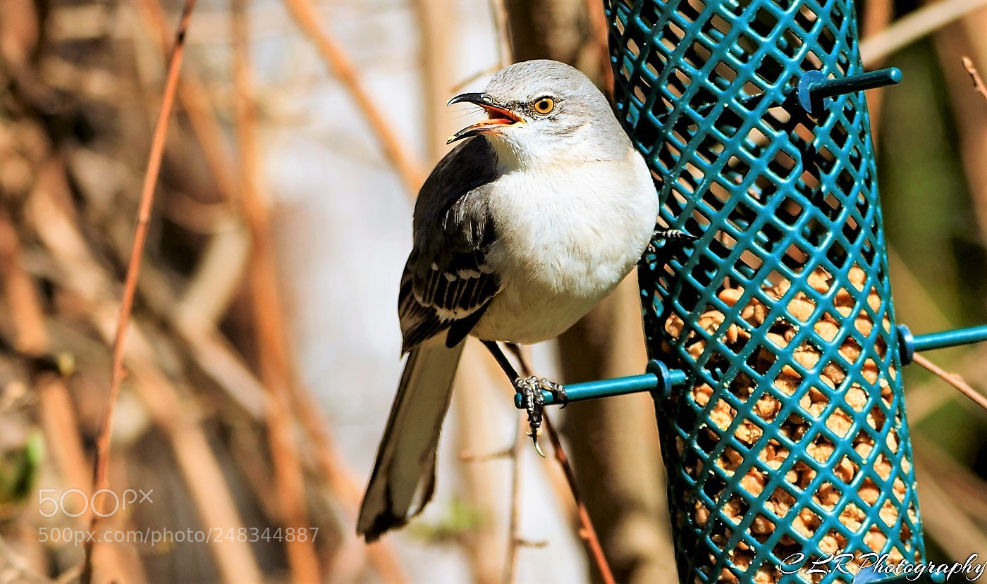 Canon EOS 80D sample photo. Moe at feeder photography