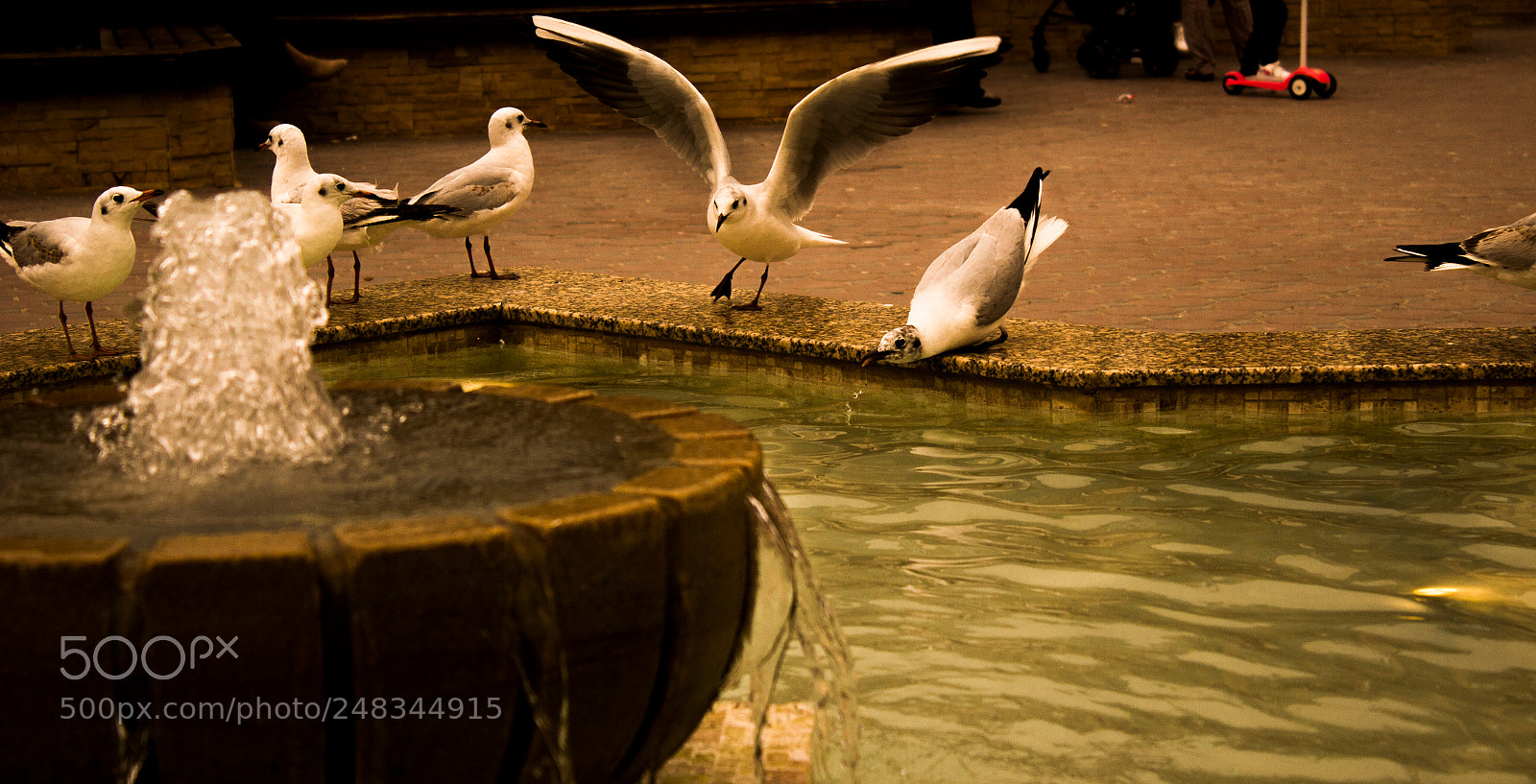 Canon EOS 100D (EOS Rebel SL1 / EOS Kiss X7) sample photo. Seagull photography