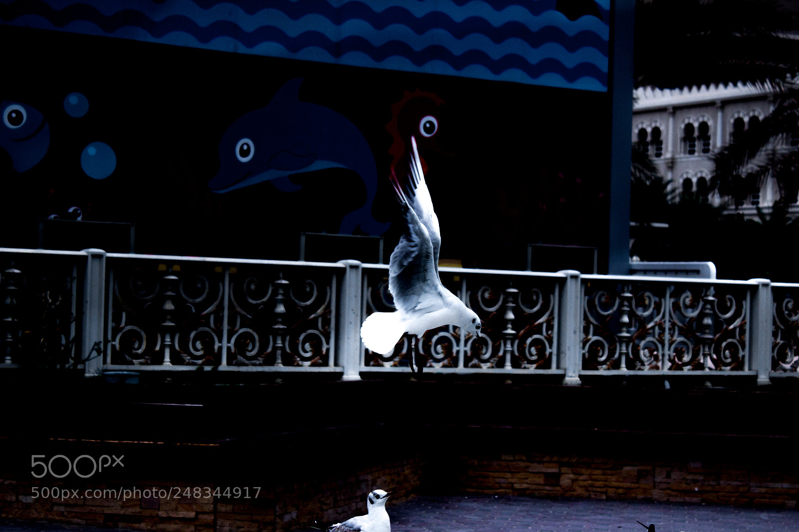 Canon EOS 100D (EOS Rebel SL1 / EOS Kiss X7) sample photo. Seagull photography