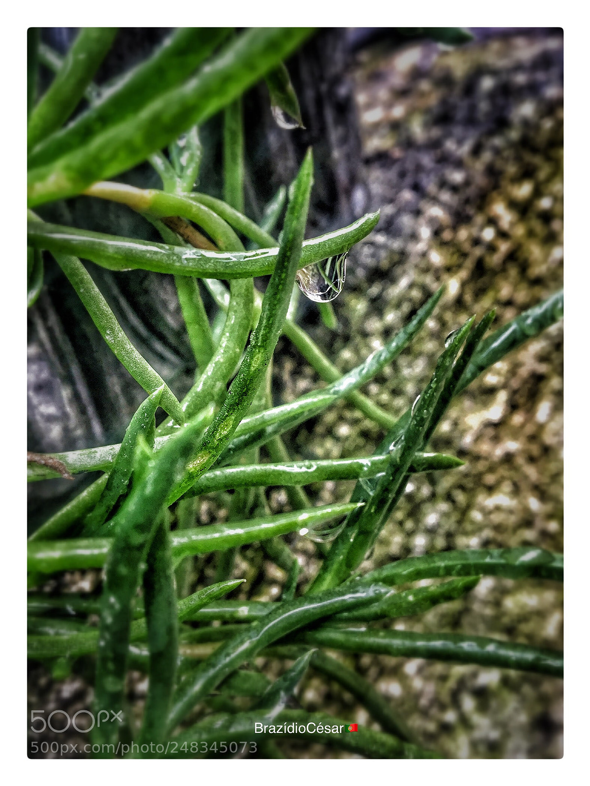 Apple iPhone 6s sample photo. Untitled photography