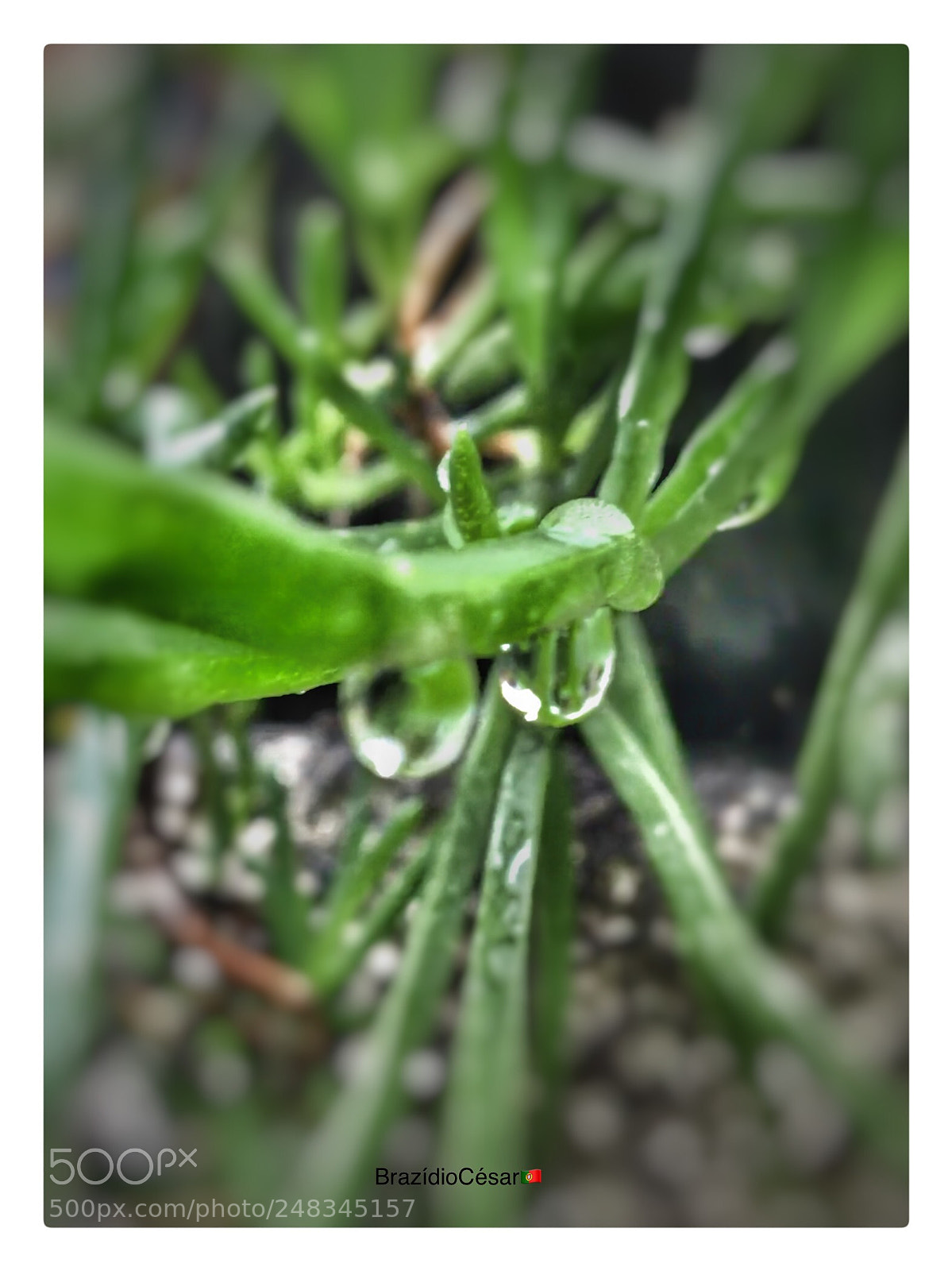 Apple iPhone 6s sample photo. Untitled photography