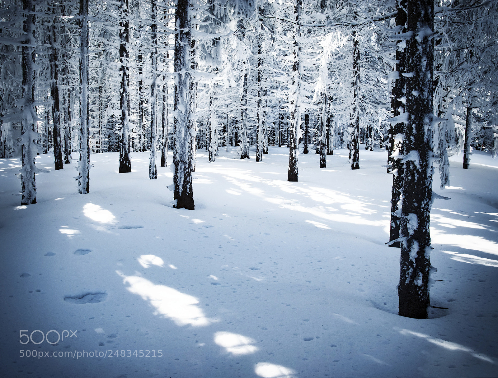 Nikon D5500 sample photo. Dense spruce snowy forest photography