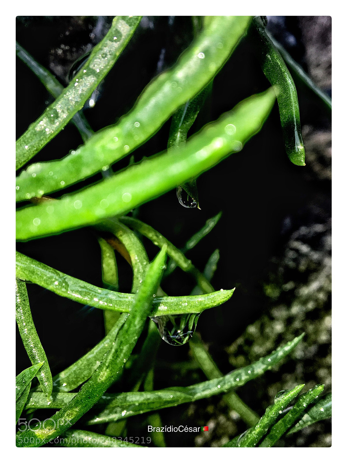 Apple iPhone 6s sample photo. Untitled photography