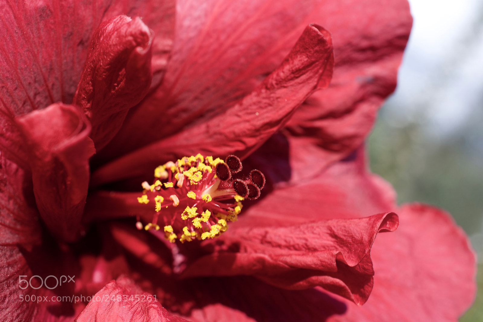 Nikon D5200 sample photo. Rojo photography