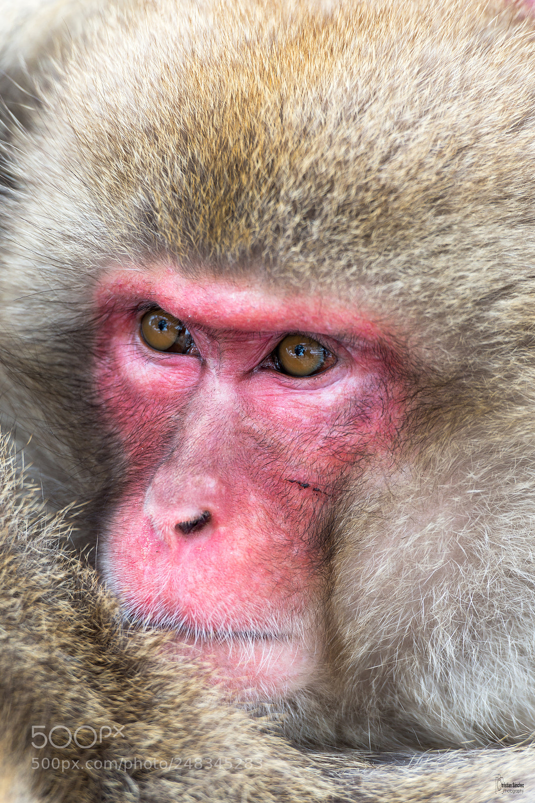 Nikon D4 sample photo. Japanese macaque photography