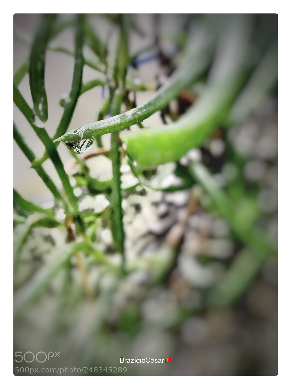 Apple iPhone 6s sample photo. Untitled photography