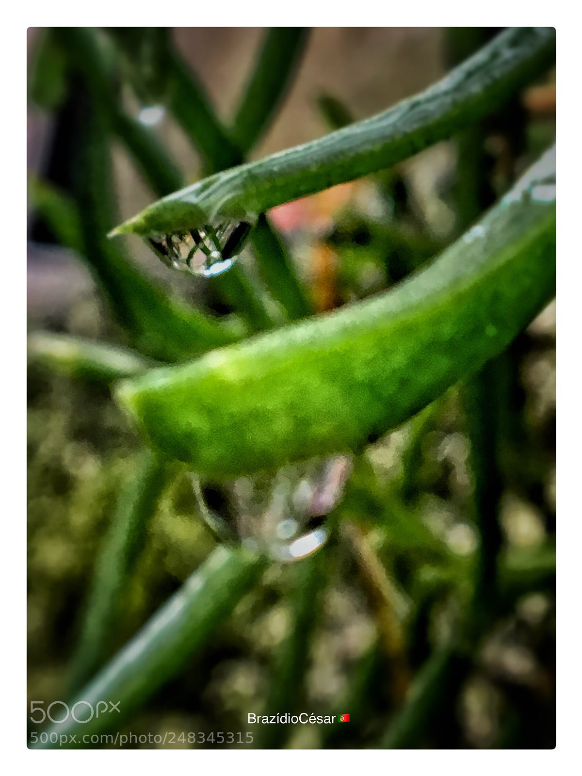 Apple iPhone 6s sample photo. Untitled photography