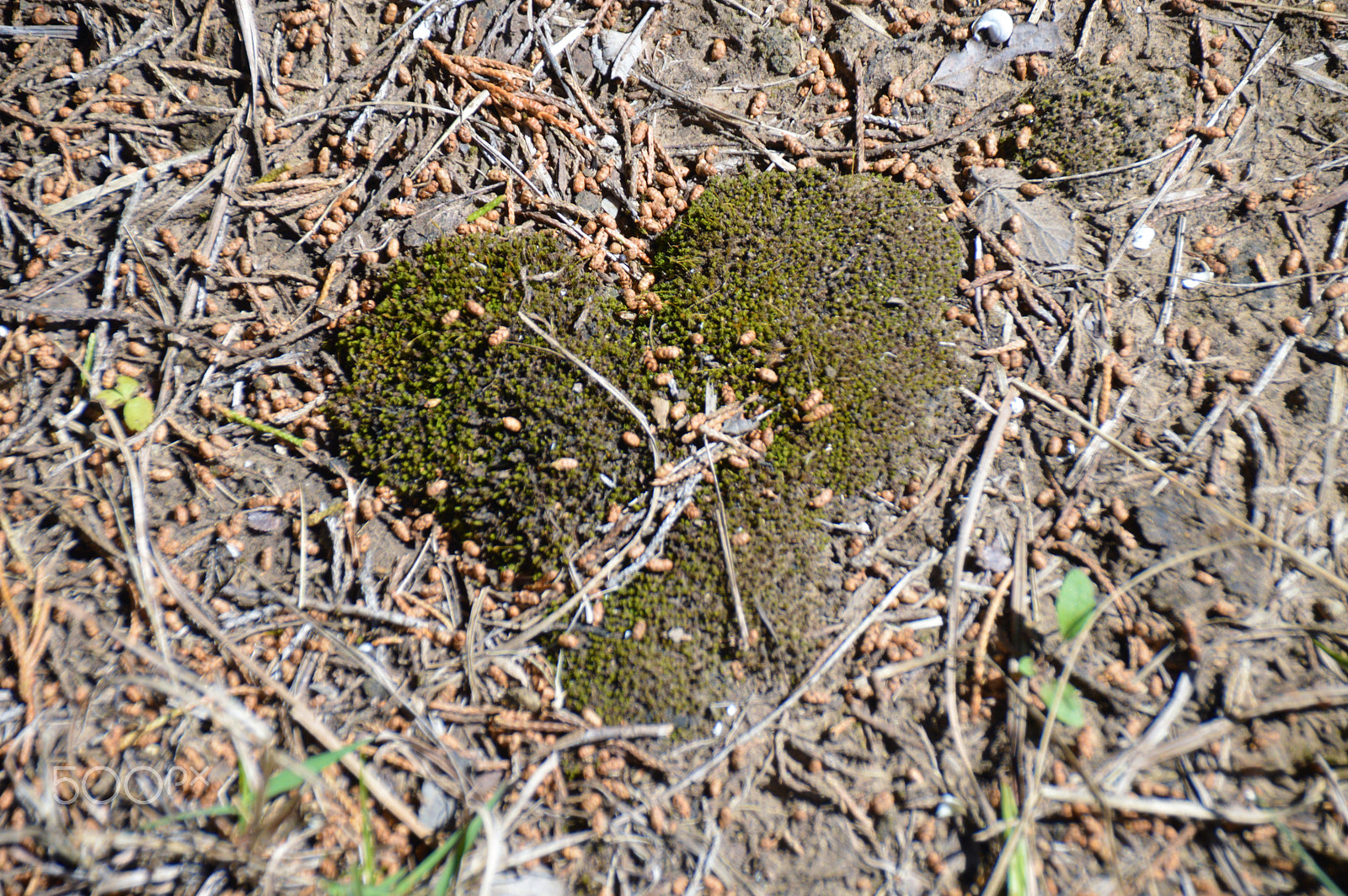 Sigma 18-250mm F3.5-6.3 DC Macro OS HSM sample photo. I <3 nature photography