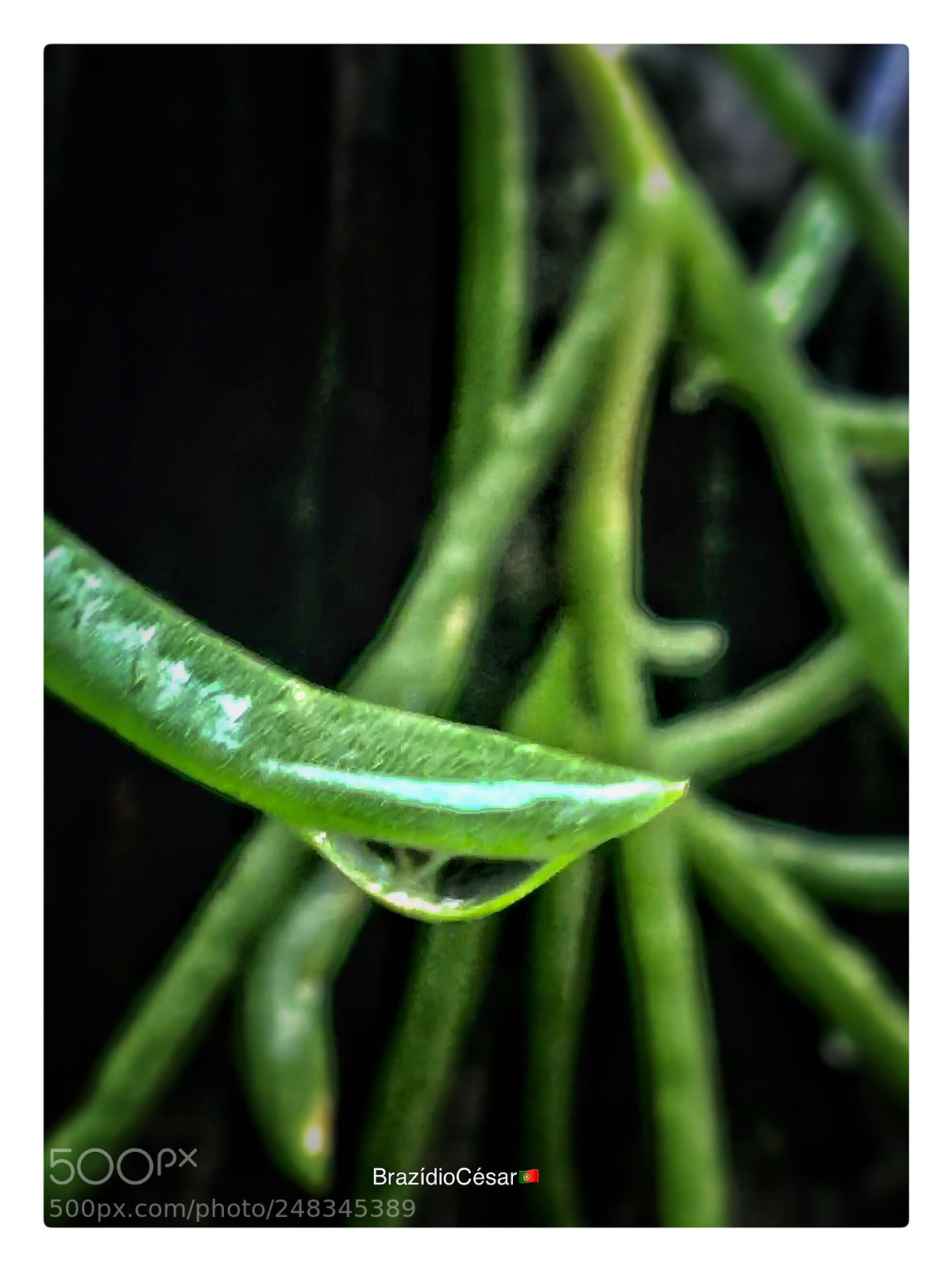 Apple iPhone 6s sample photo. Untitled photography