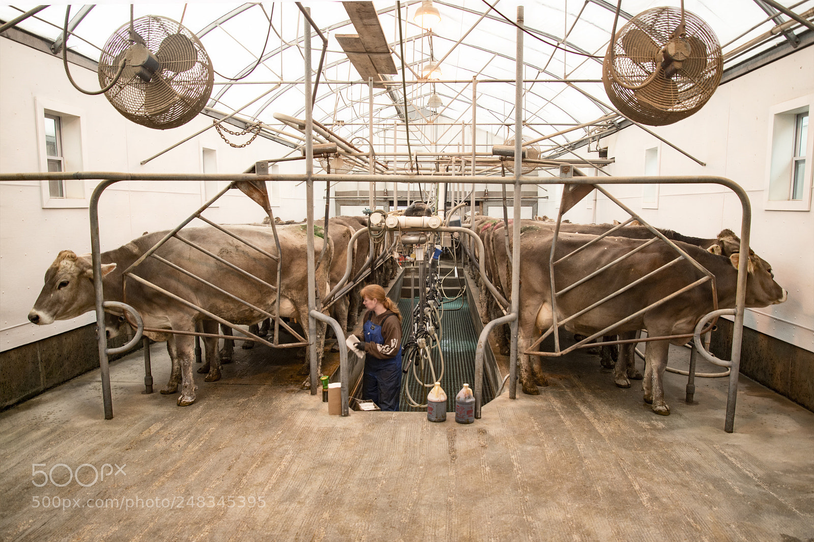 Nikon D800 sample photo. Milk parlor photography